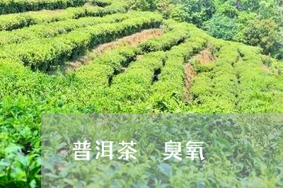 普洱茶 臭氧/2023042887847